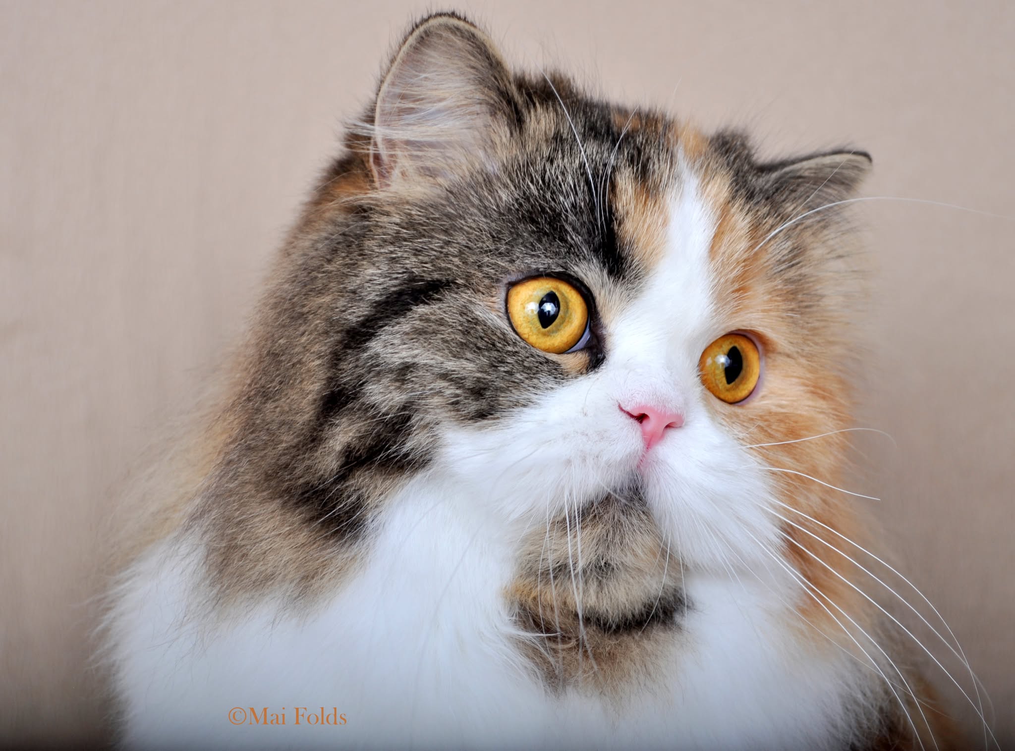 Sugar, Starburst's mother